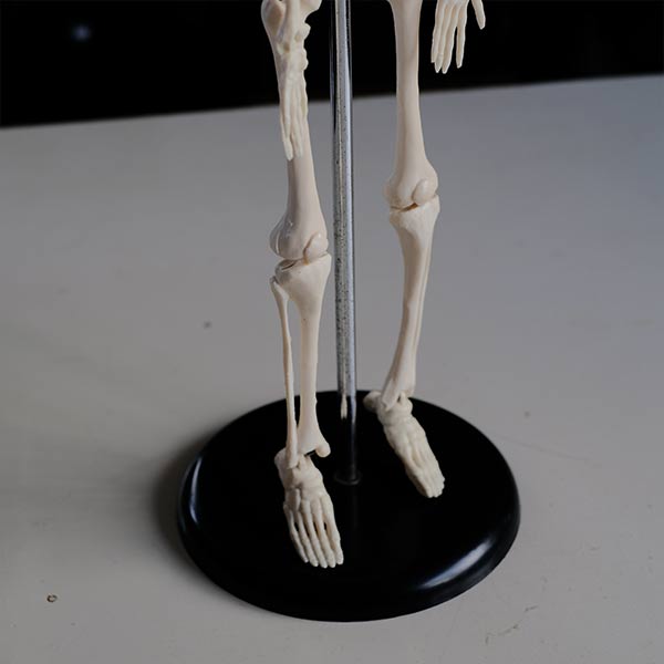 Skeletal model