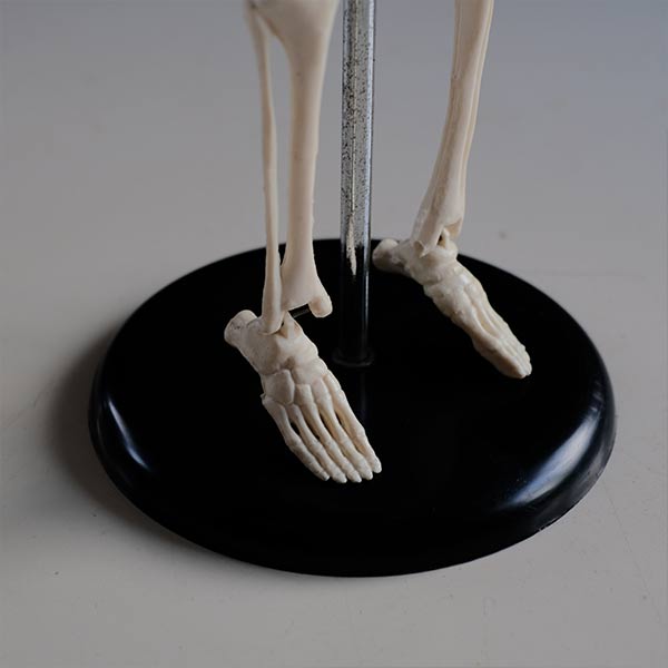 Skeletal model