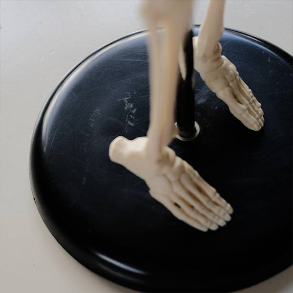 Skeletal model