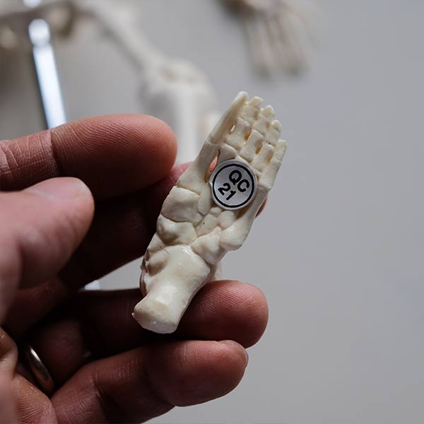Skeletal model