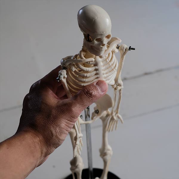 Skeletal model