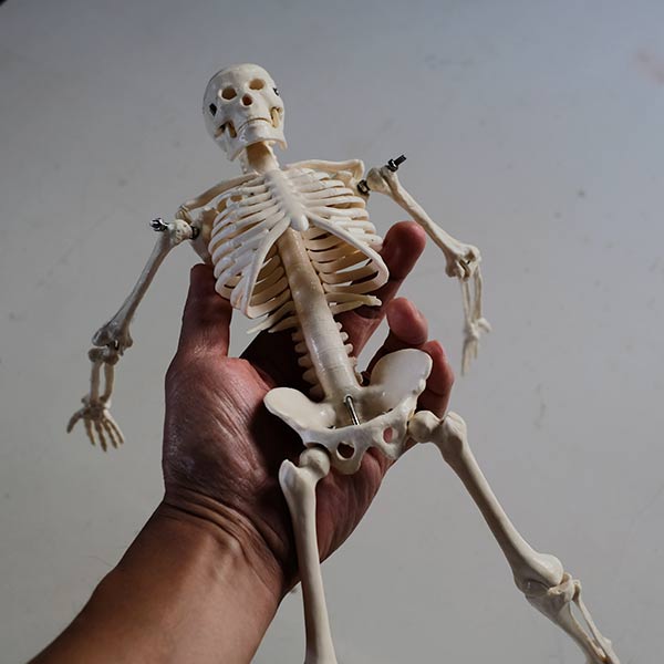 Skeletal model