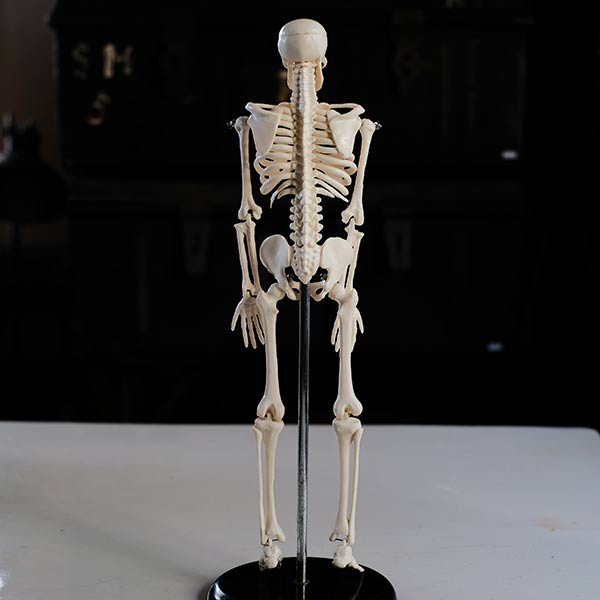 Skeletal model