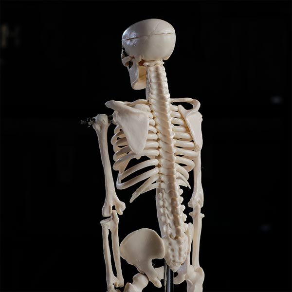 Skeletal model