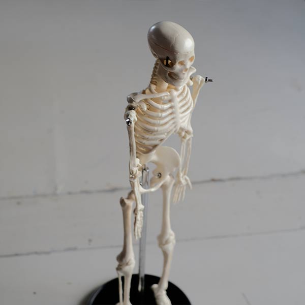 Skeletal model