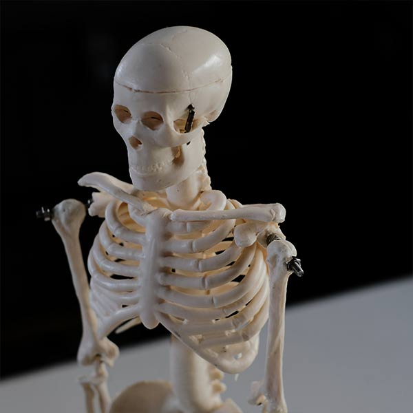 Skeletal model