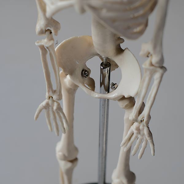 Skeletal model
