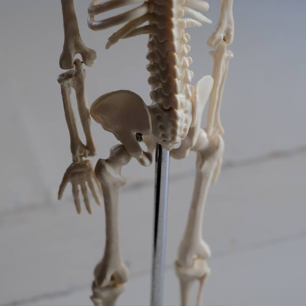 Skeletal model