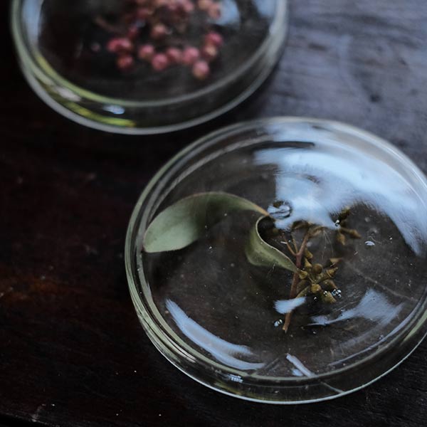 A yellowish-green, swaying glass petri dish