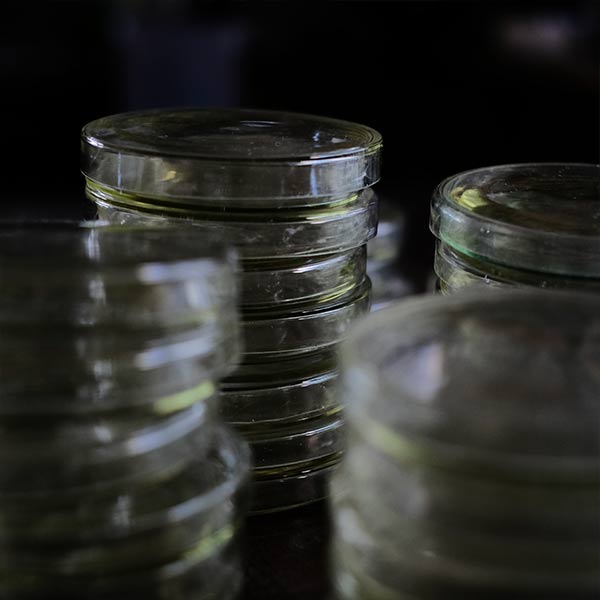 A yellowish-green, swaying glass petri dish