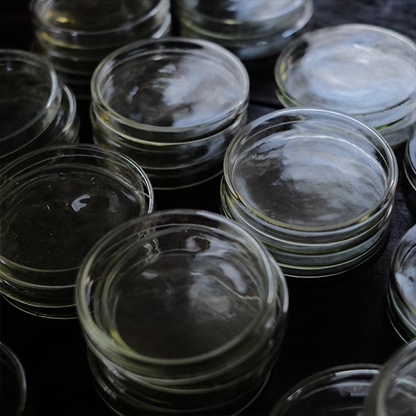 A yellowish-green, swaying glass petri dish