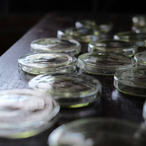 A yellowish-green, swaying glass petri dish