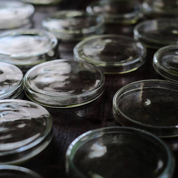 A yellowish-green, swaying glass petri dish