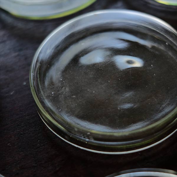 A yellowish-green, swaying glass petri dish