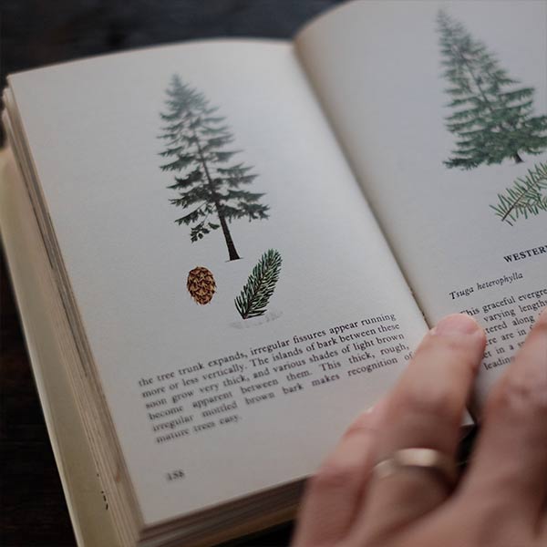 The Observer's Book of TREES