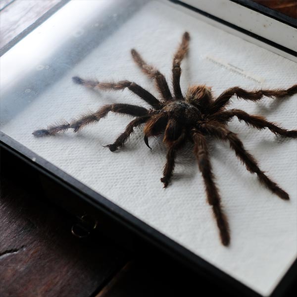 Tarantula タランチュラ 標本