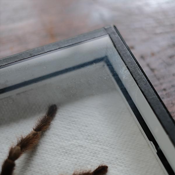 Tarantula タランチュラ 標本