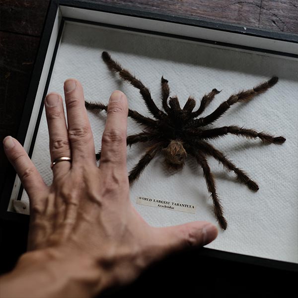 Tarantula タランチュラ 標本