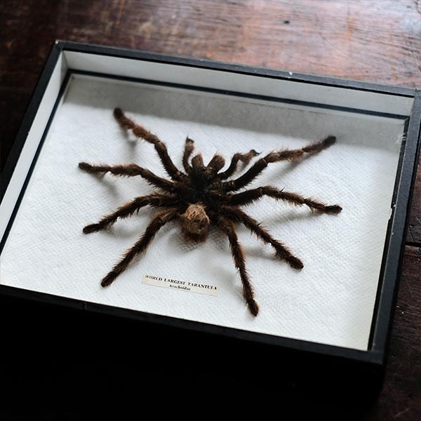 Tarantula タランチュラ 標本