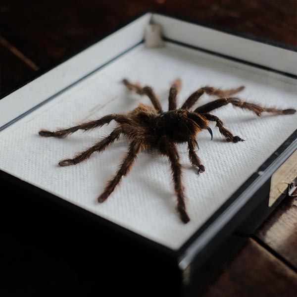 Tarantula タランチュラ 標本