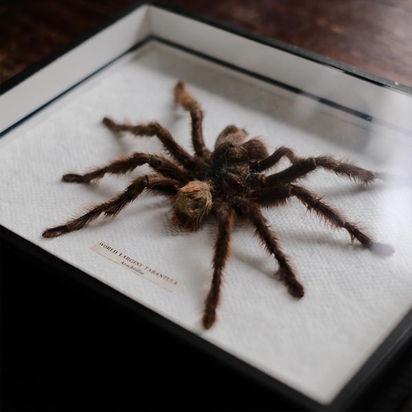 Tarantula タランチュラ 標本