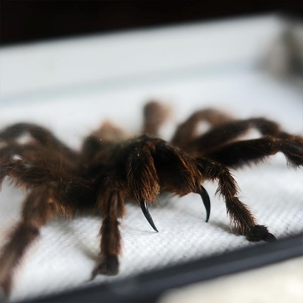 Tarantula タランチュラ 標本