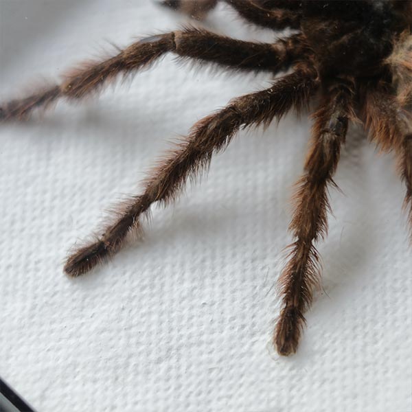 Tarantula タランチュラ 標本