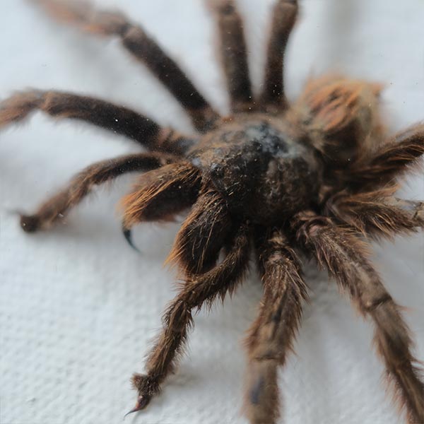 Tarantula タランチュラ 標本