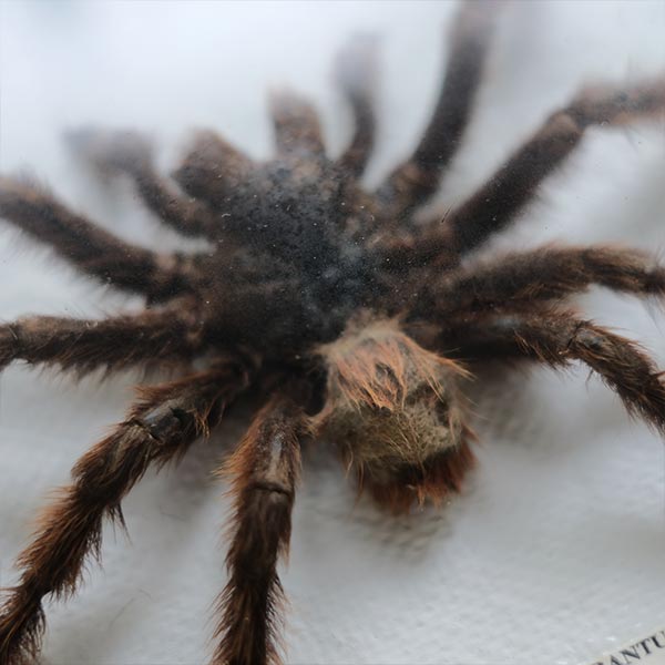 Tarantula タランチュラ 標本