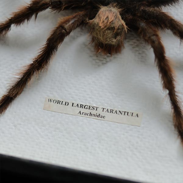 Tarantula タランチュラ 標本