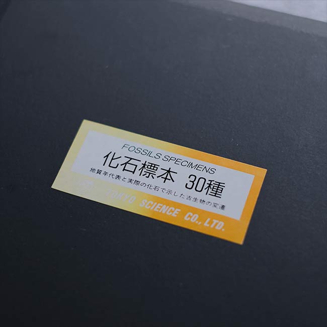 化石標本 30種