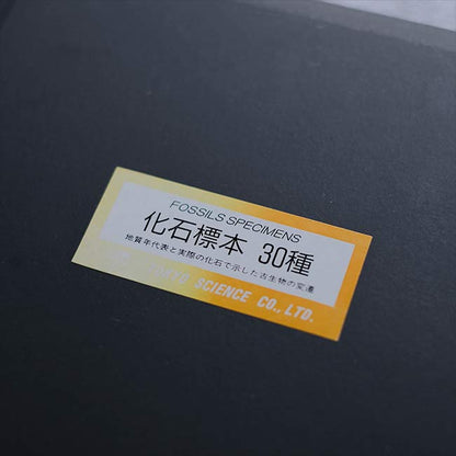 化石標本 30種