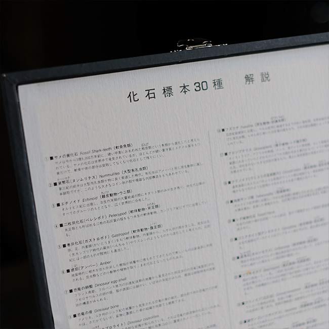 化石標本 30種