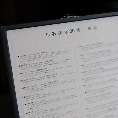 化石標本 30種