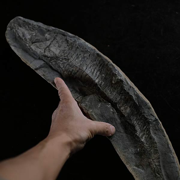 魚の化石（ペア）