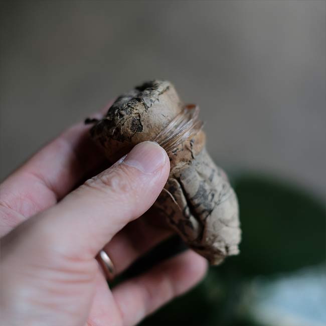 Apple green demijohn bottle