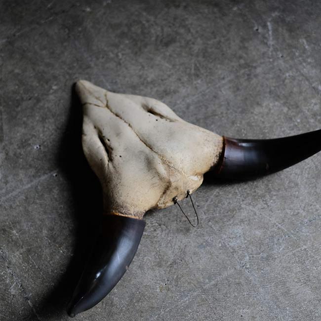 バイソンの頭骨 壁掛け – zakka store towi