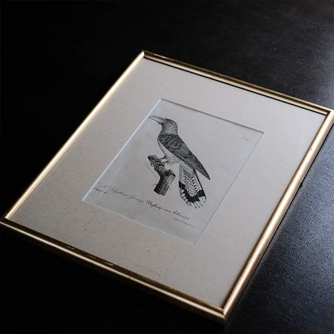 石版画「オオオニカッコウ」 – zakka store towi
