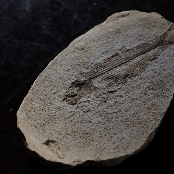 魚の化石（ペア）