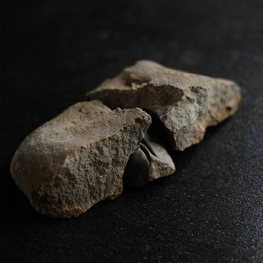 二枚貝の化石とノジュール