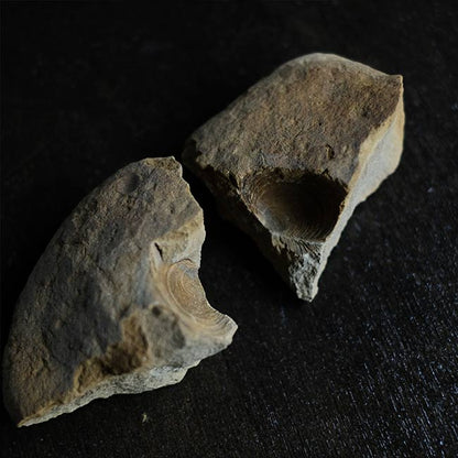 二枚貝の化石とノジュール