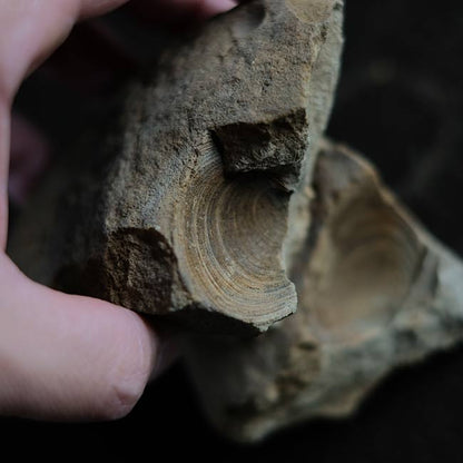 二枚貝の化石とノジュール