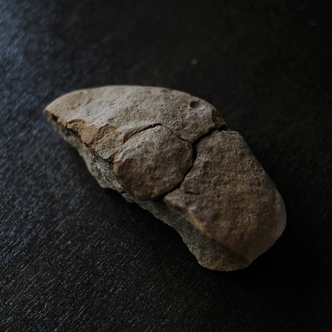 二枚貝の化石とノジュール