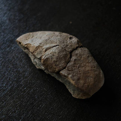 二枚貝の化石とノジュール