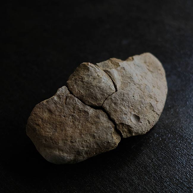 二枚貝の化石とノジュール