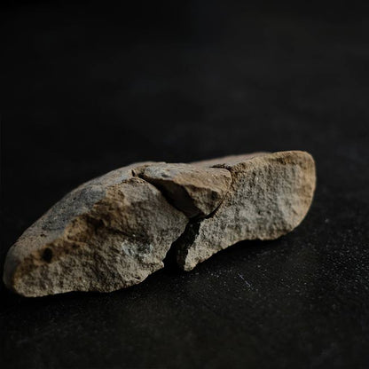 二枚貝の化石とノジュール