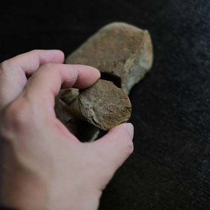 二枚貝の化石とノジュール