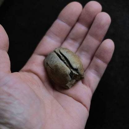 二枚貝の化石とノジュール