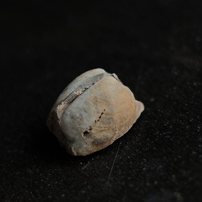 二枚貝の化石とノジュール