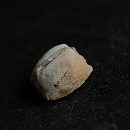 二枚貝の化石とノジュール